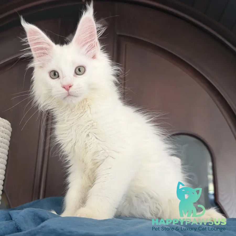 Baron Maine Coon male white - live animals