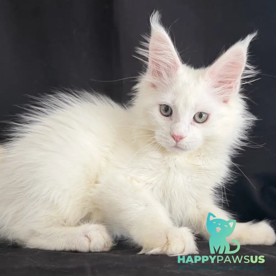 Baron Maine Coon male white - live animals
