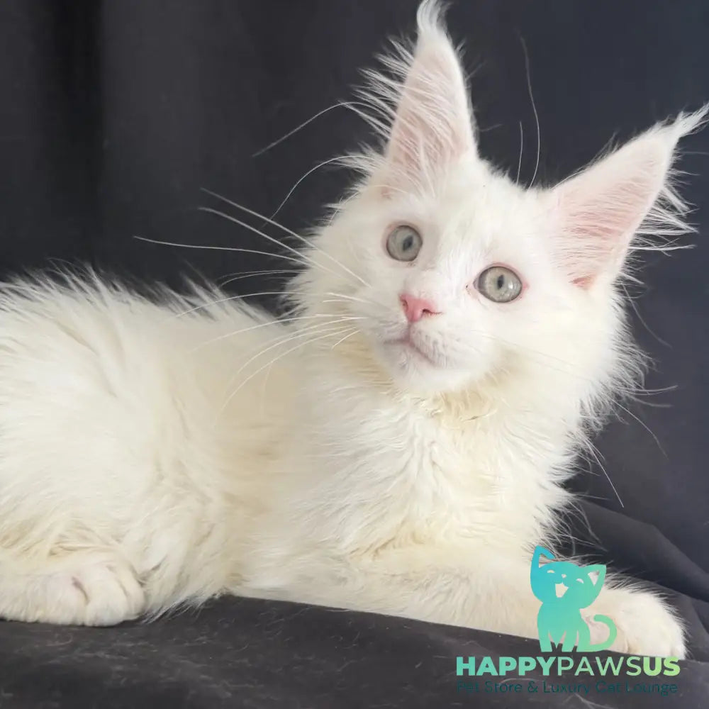Baron Maine Coon male white - live animals