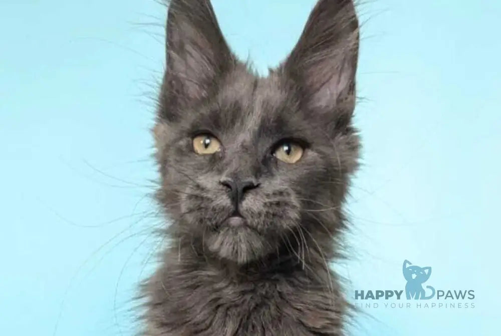 Baron Maine Coon polydactyl male blue - live animals