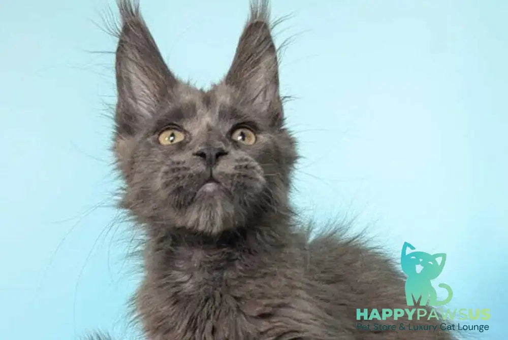 Baron Maine Coon polydactyl male blue - live animals