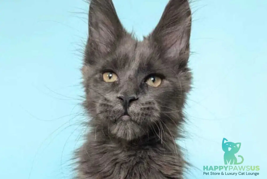 Baron Maine Coon polydactyl male blue - live animals