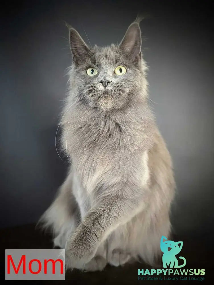 Baron Maine Coon polydactyl male blue - live animals