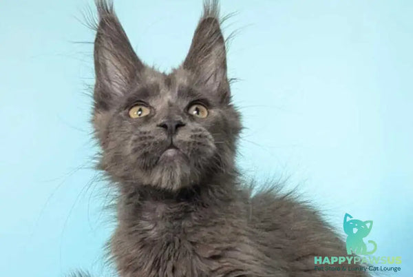 Baron Maine Coon polydactyl male blue - live animals