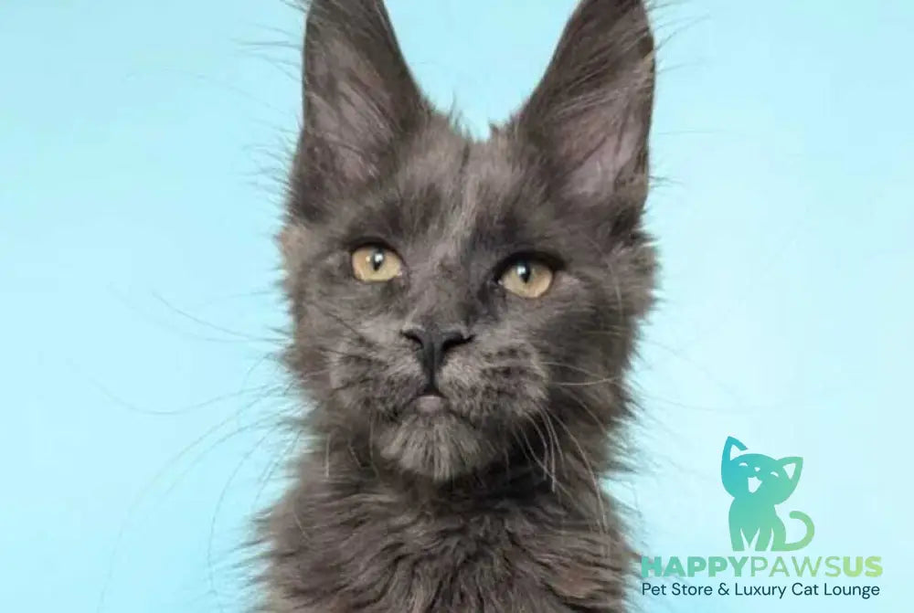 Baron Maine Coon polydactyl male blue - live animals