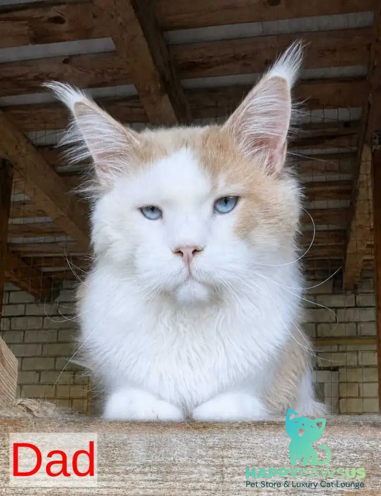 Baron Maine Coon polydactyl male blue - live animals