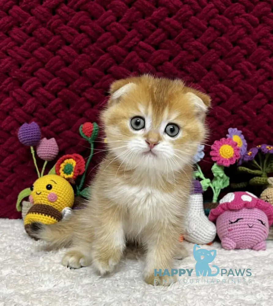 Baron Scottish Fold male black golden chinchilla live animals