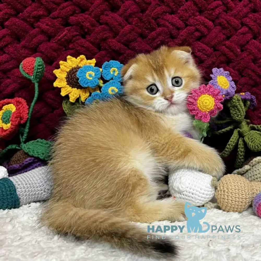 Baron Scottish Fold male black golden chinchilla live animals