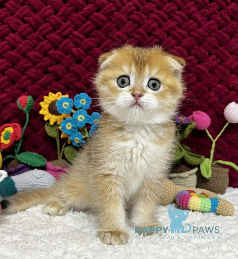 Baron Scottish Fold male black golden chinchilla live animals