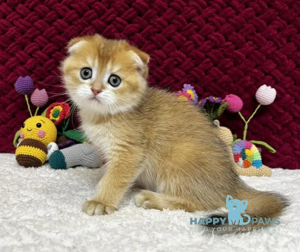 Baron Scottish Fold male black golden chinchilla live animals