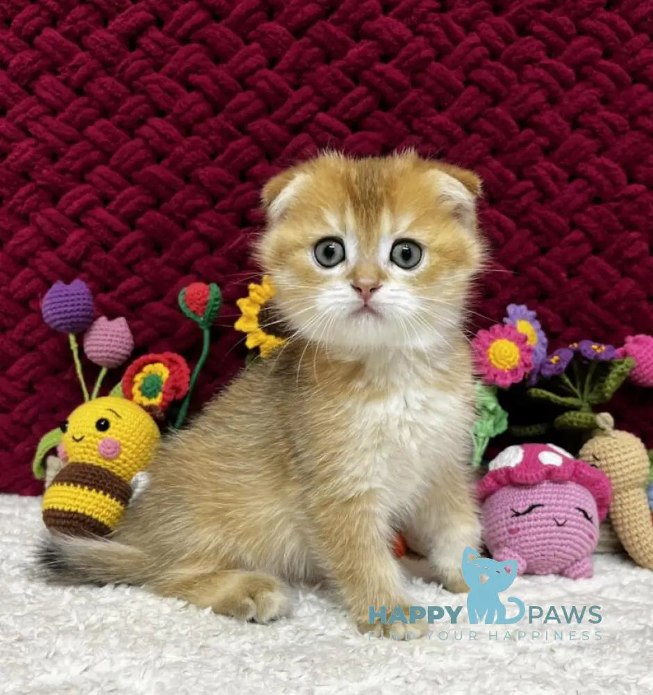 Baron Scottish Fold male black golden chinchilla live animals