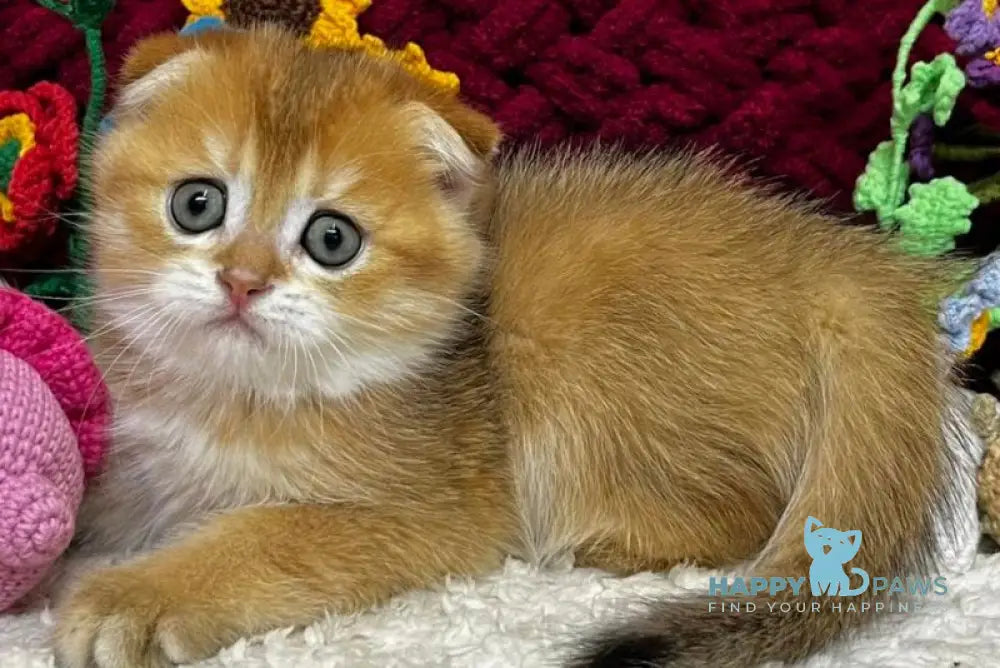 Baron Scottish Fold male black golden chinchilla live animals
