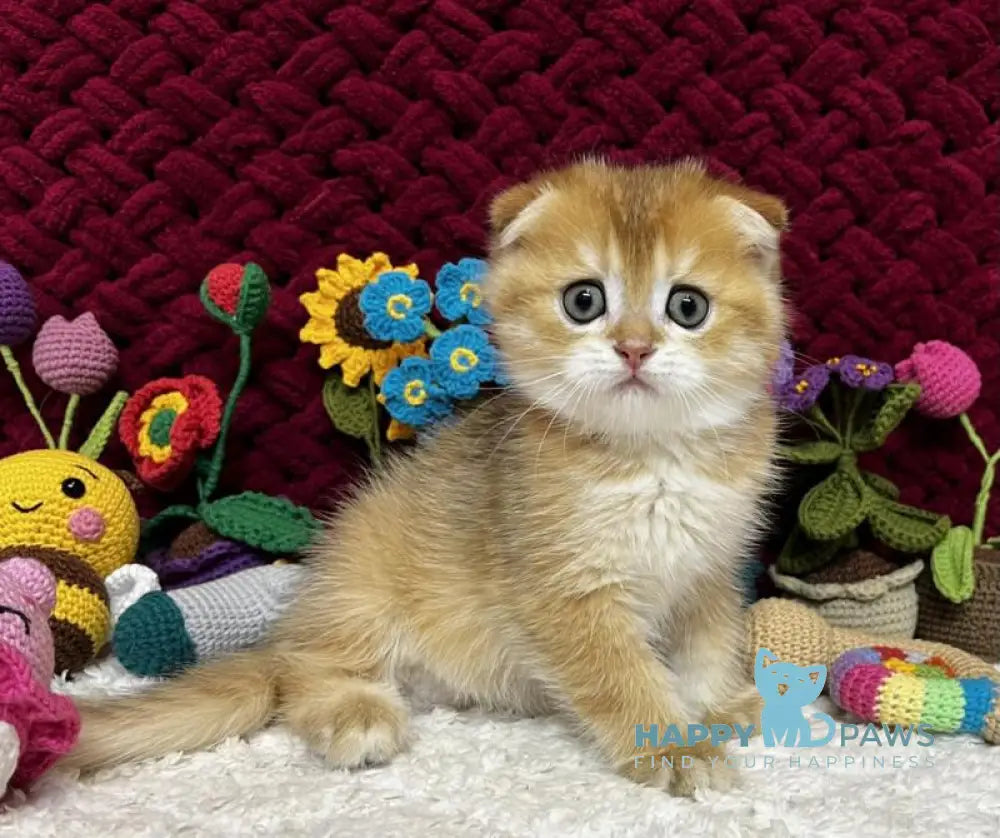 Baron Scottish Fold male black golden chinchilla live animals