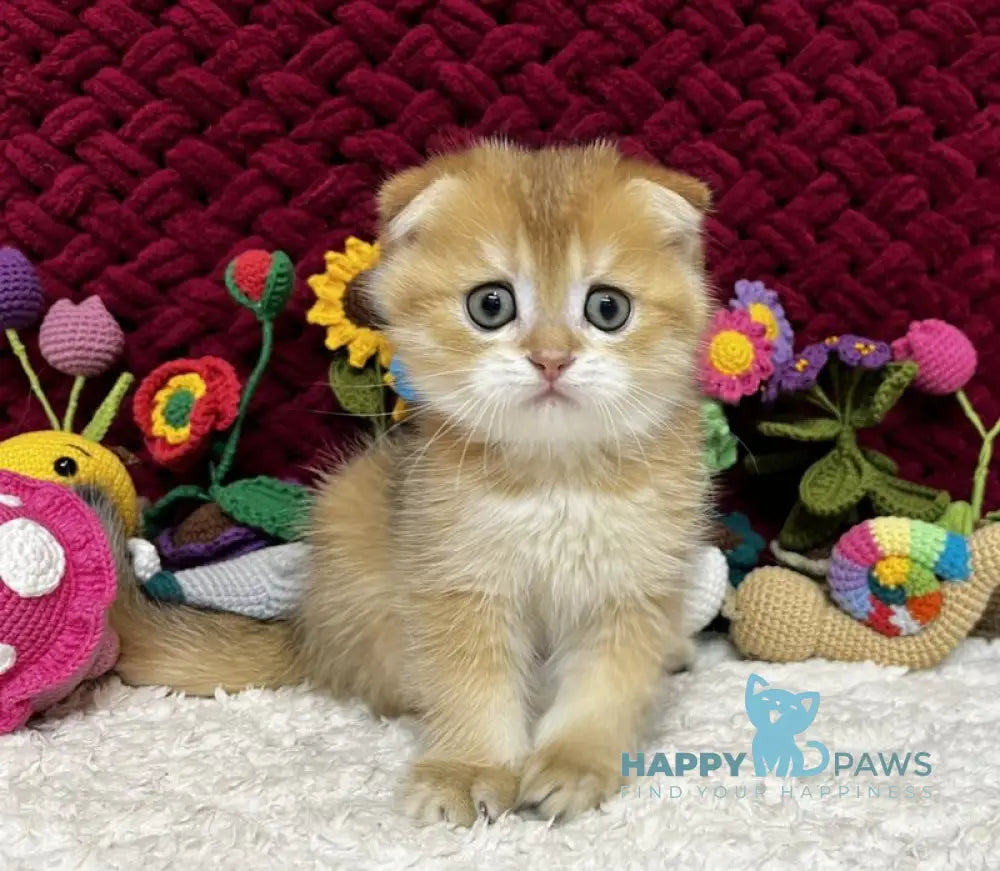 Baron Scottish Fold male black golden chinchilla live animals