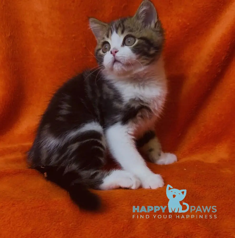Baron Scottish Straight male black tabby bicolour live animals