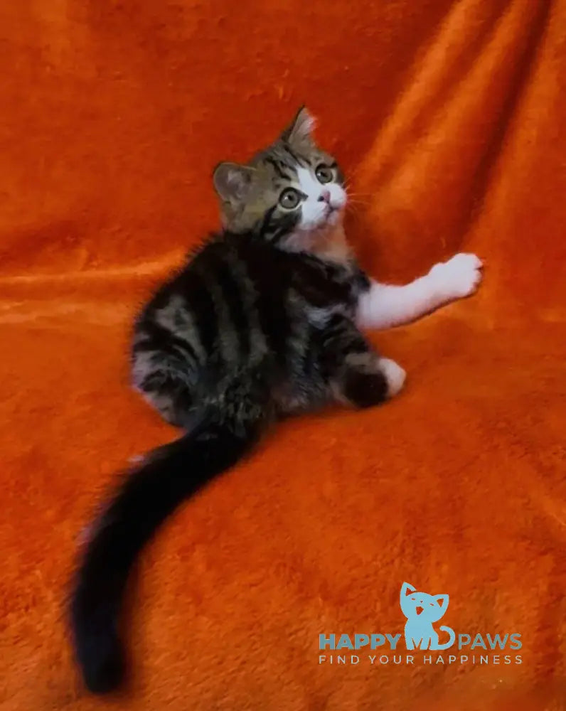 Baron Scottish Straight male black tabby bicolour live animals