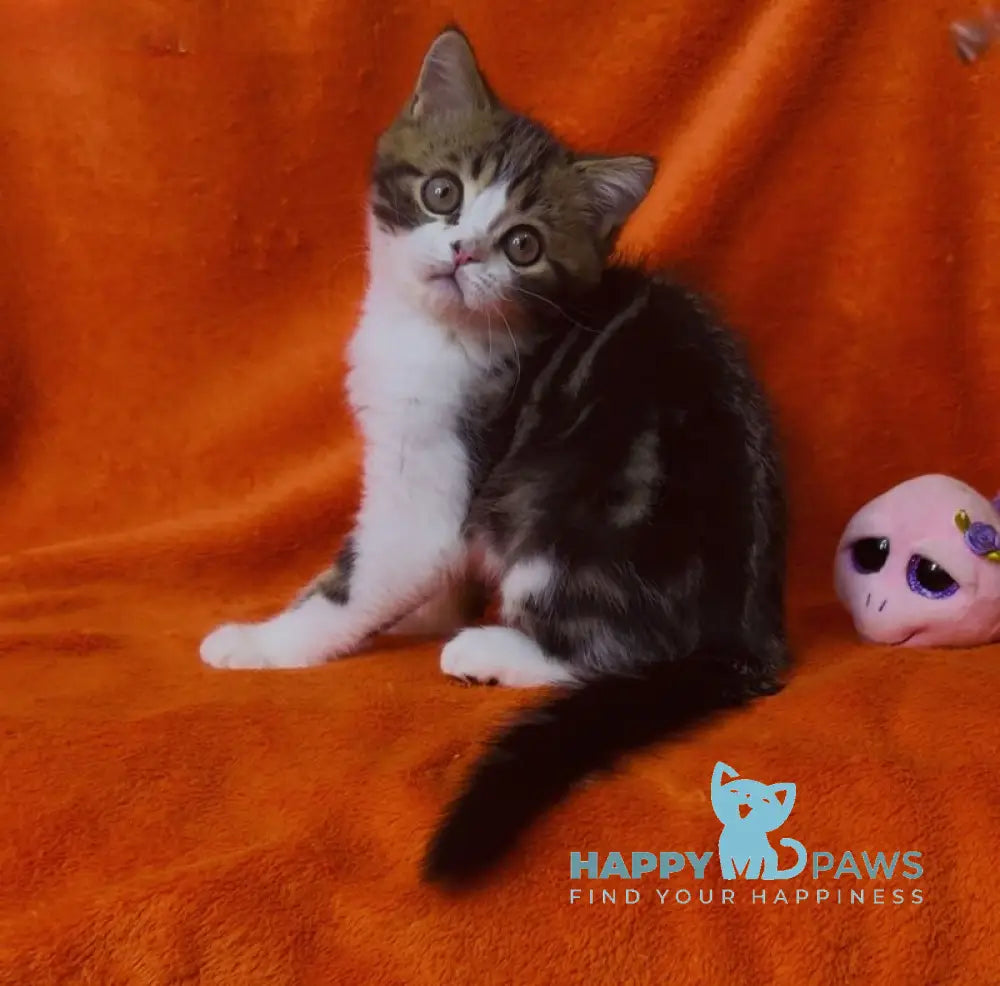 Baron Scottish Straight male black tabby bicolour live animals