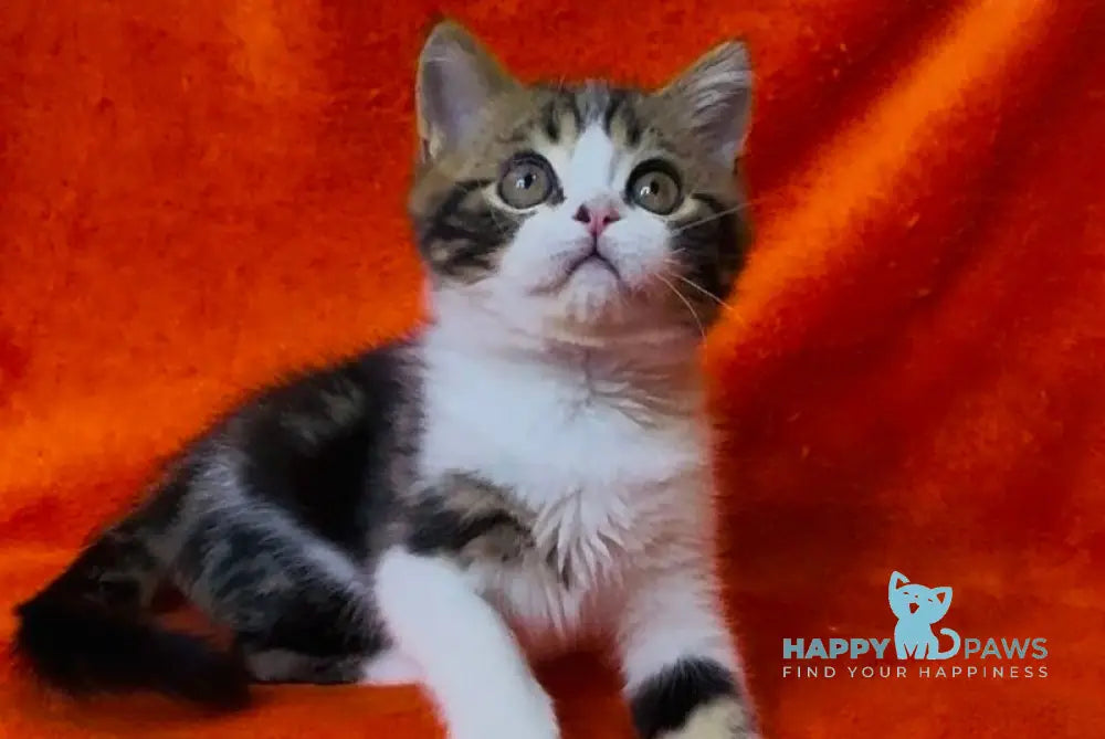 Baron Scottish Straight male black tabby bicolour live animals