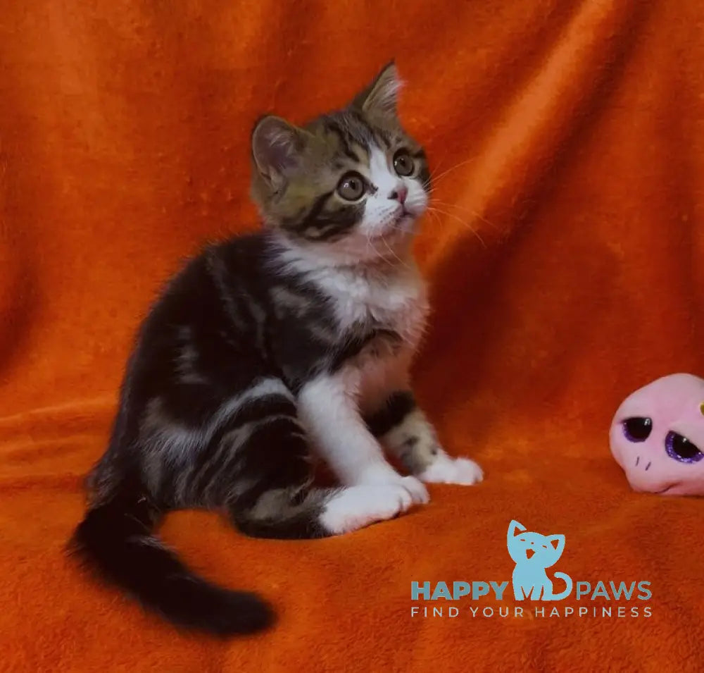 Baron Scottish Straight male black tabby bicolour live animals