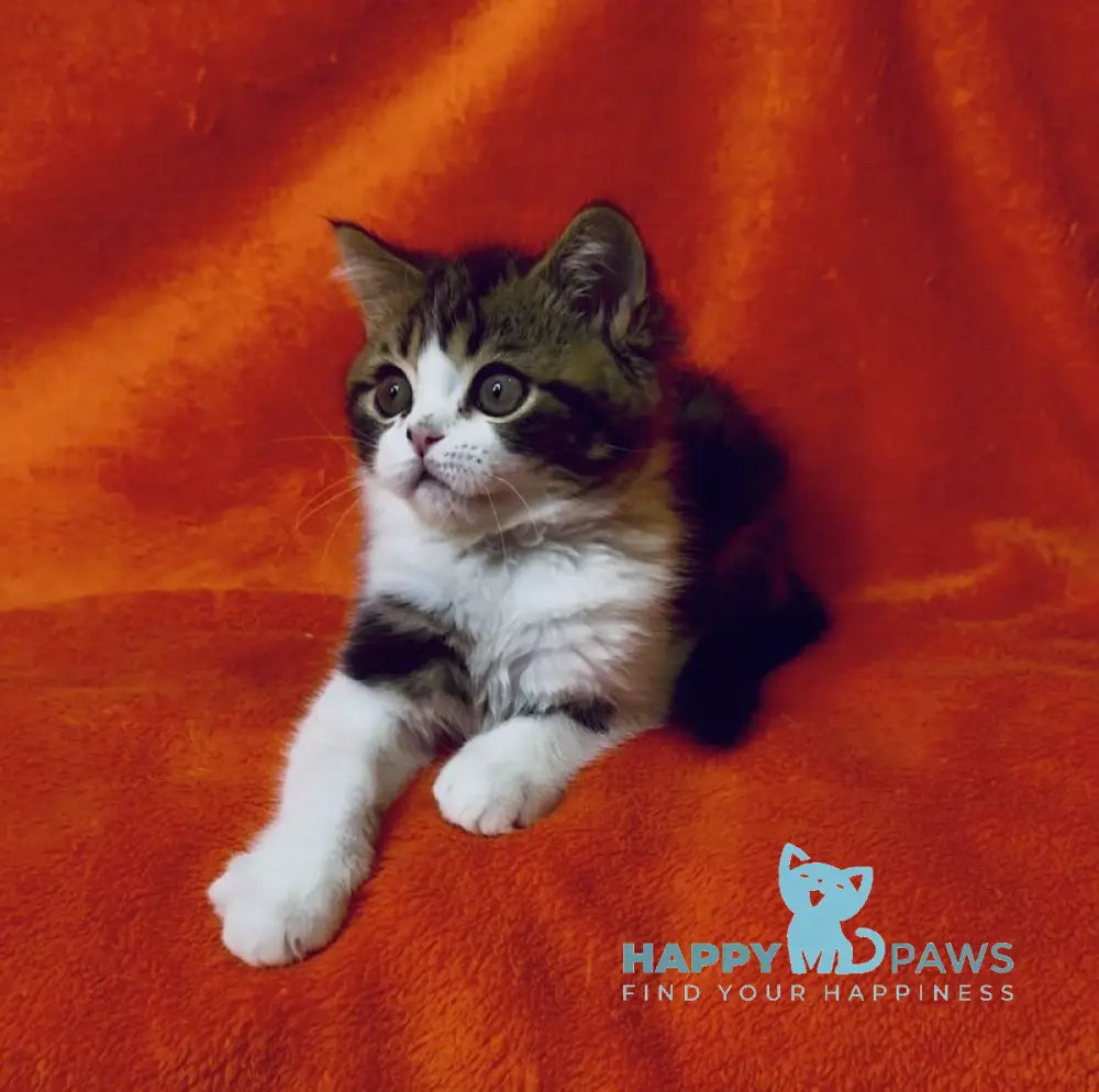 Baron Scottish Straight male black tabby bicolour live animals