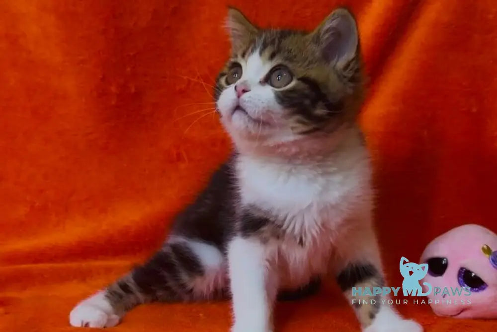 Baron Scottish Straight male black tabby bicolour live animals