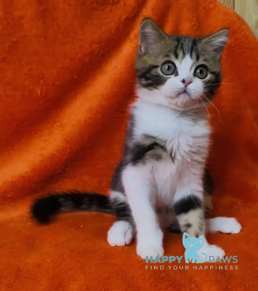 Baron Scottish Straight male black tabby bicolour live animals