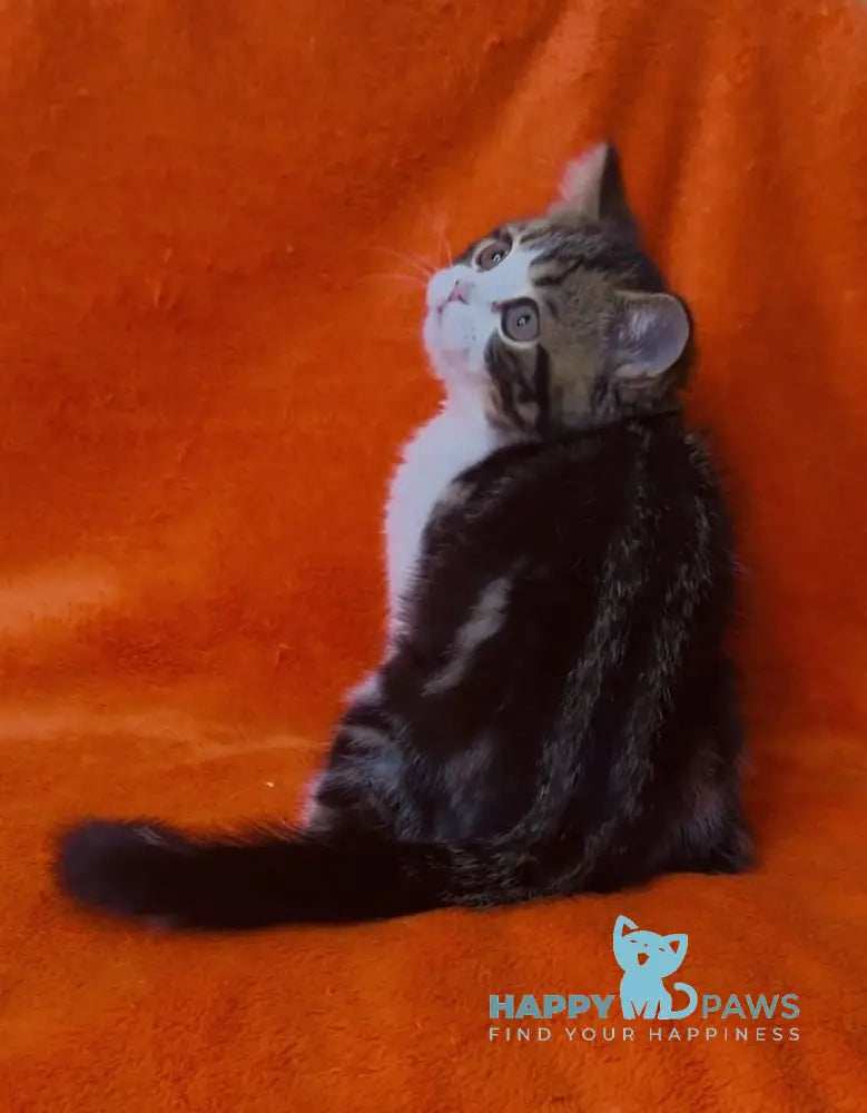 Baron Scottish Straight male black tabby bicolour live animals