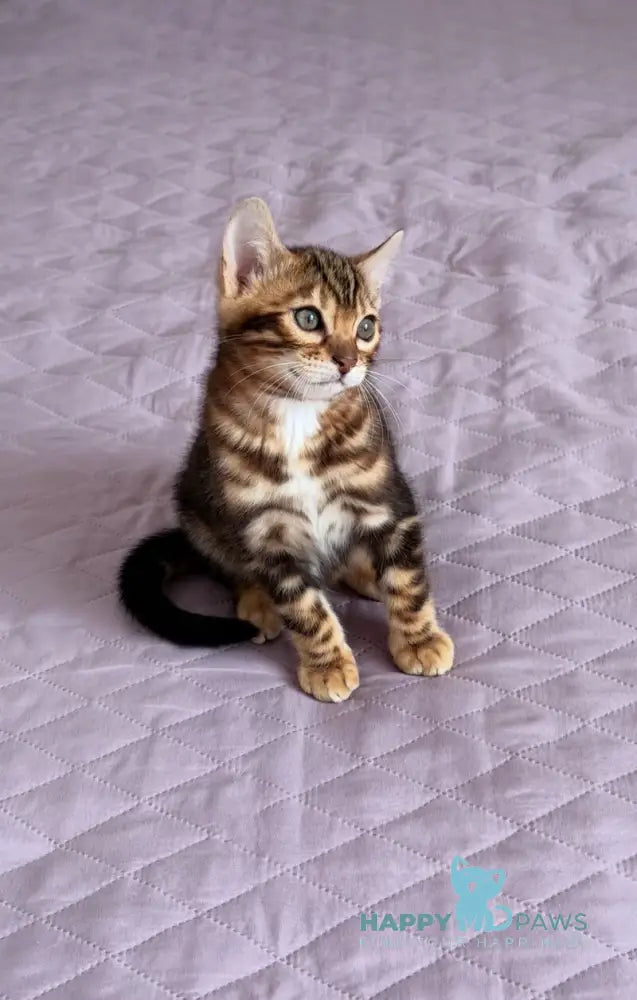 Barry Bengal male black tabby - live animals