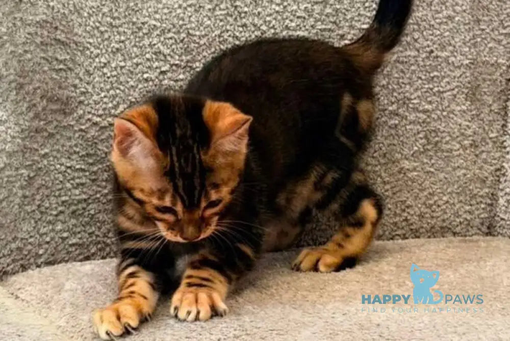 Barry Bengal male black tabby - live animals