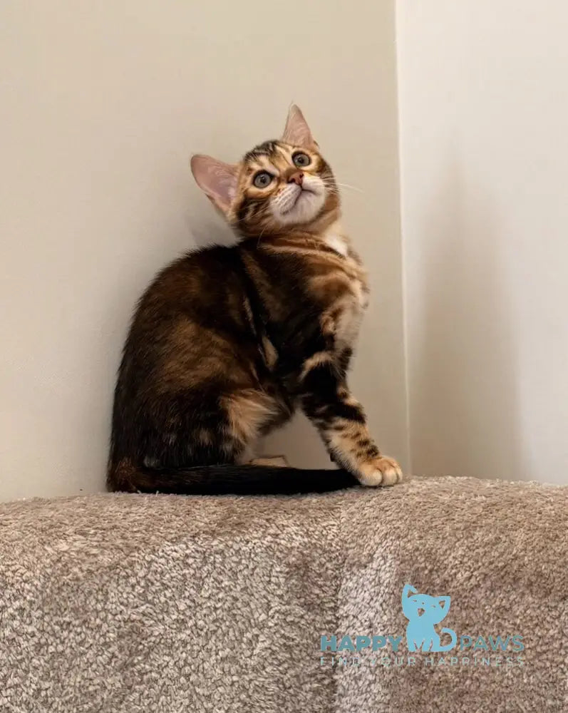 Barry Bengal male black tabby - live animals