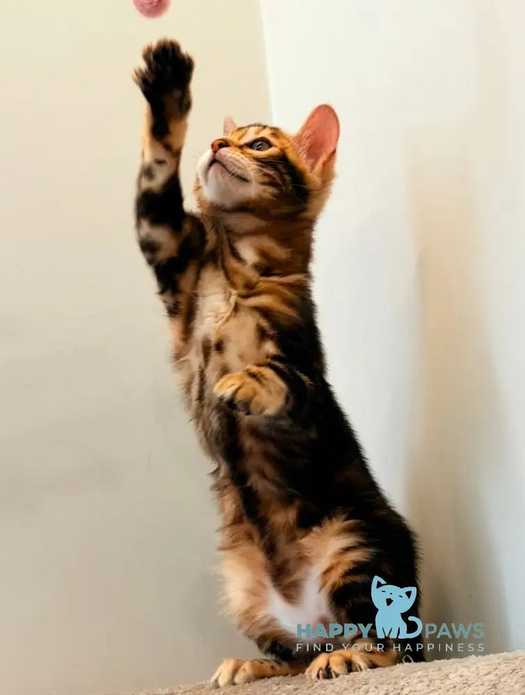Barry Bengal male black tabby - live animals