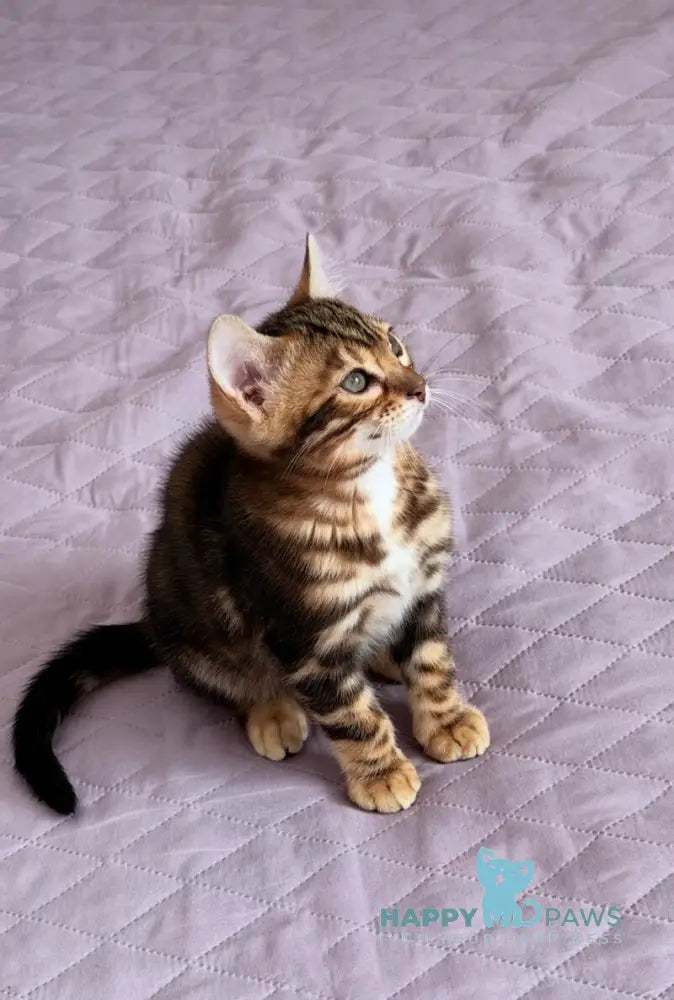Barry Bengal male black tabby - live animals