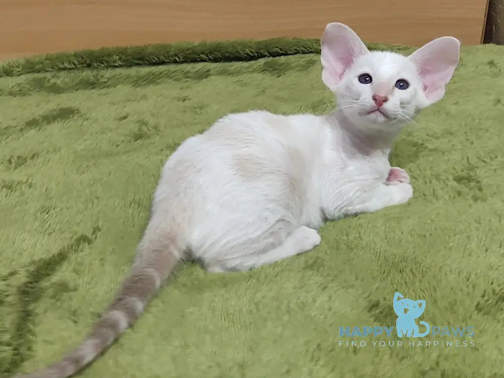 Bars Oriental Shorthair male lilac harlequin live animals