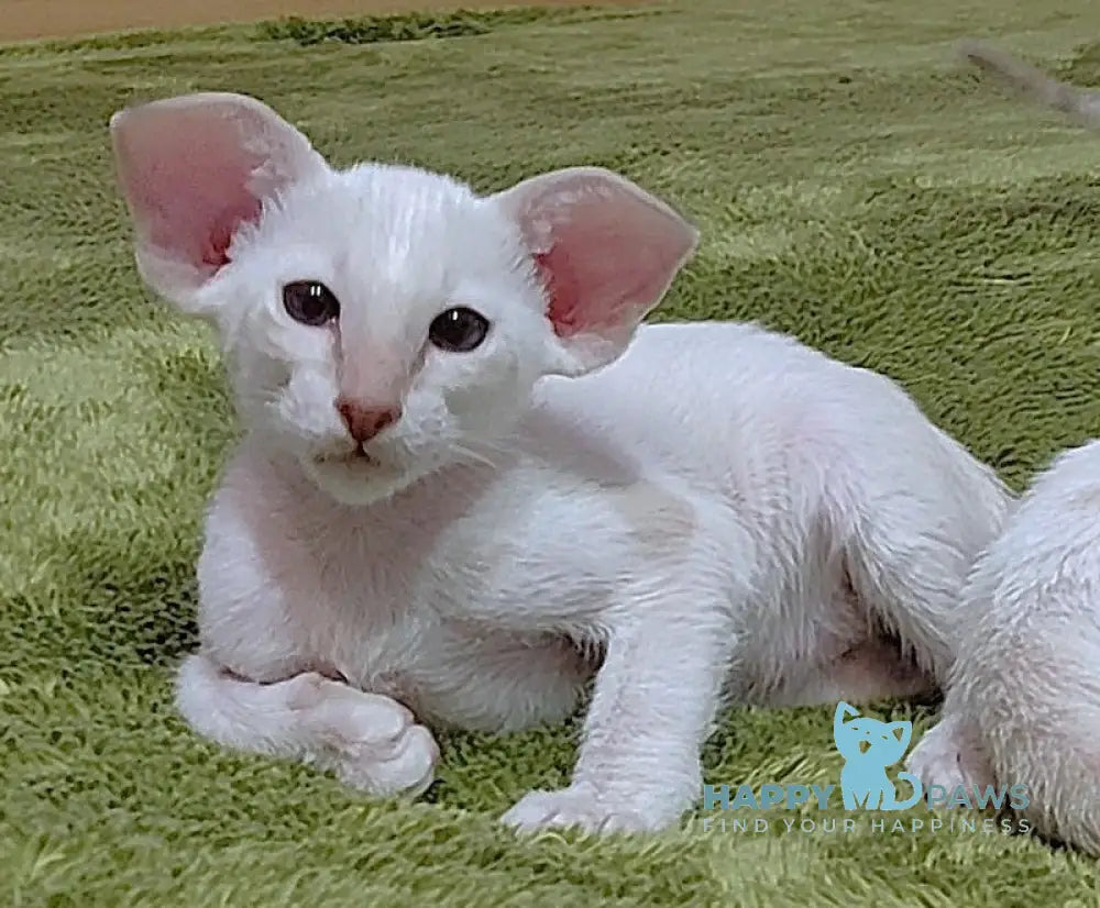 Bars Oriental Shorthair male lilac harlequin live animals