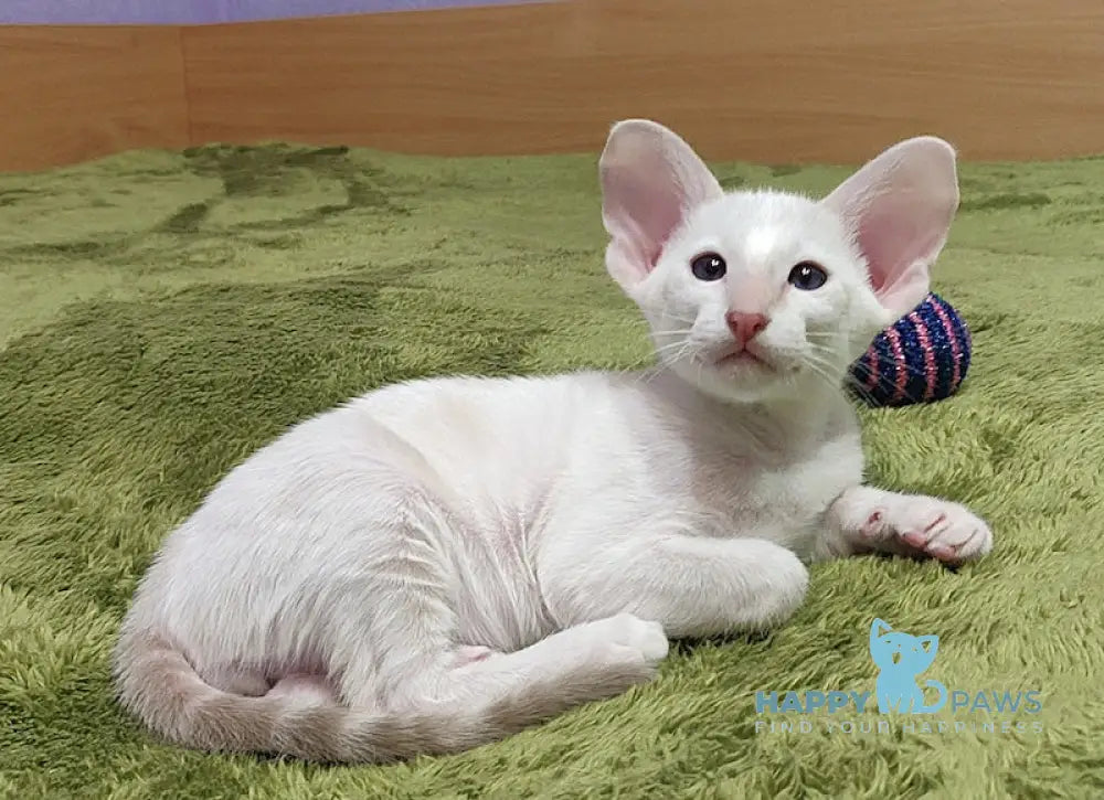 Bars Oriental Shorthair male lilac harlequin live animals