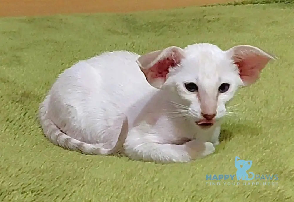 Bars Oriental Shorthair male lilac harlequin live animals