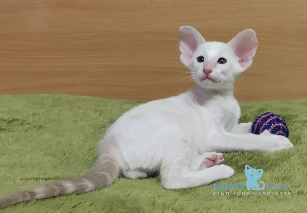 Bars Oriental Shorthair male lilac harlequin live animals