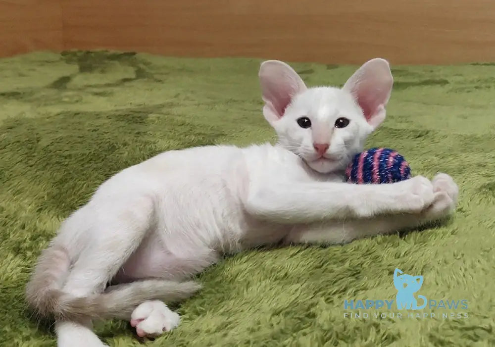 Bars Oriental Shorthair male lilac harlequin live animals
