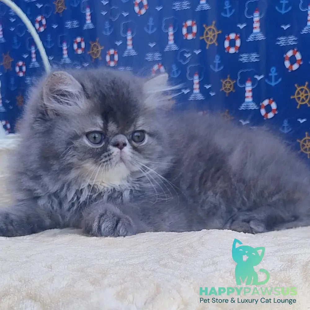 Bars Persian male blue tabby - live animals
