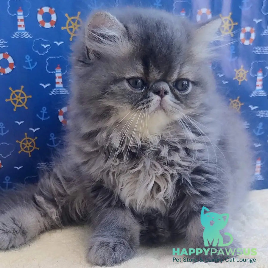 Bars Persian male blue tabby - live animals