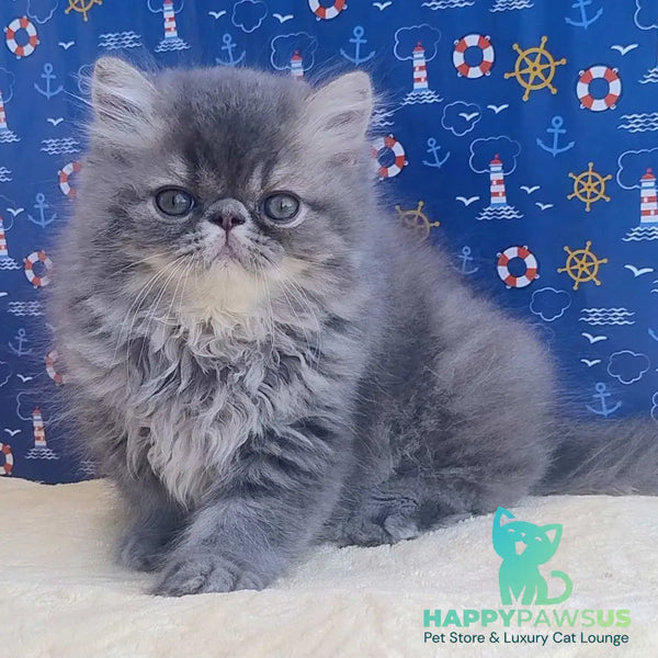 Bars Persian male blue tabby - live animals