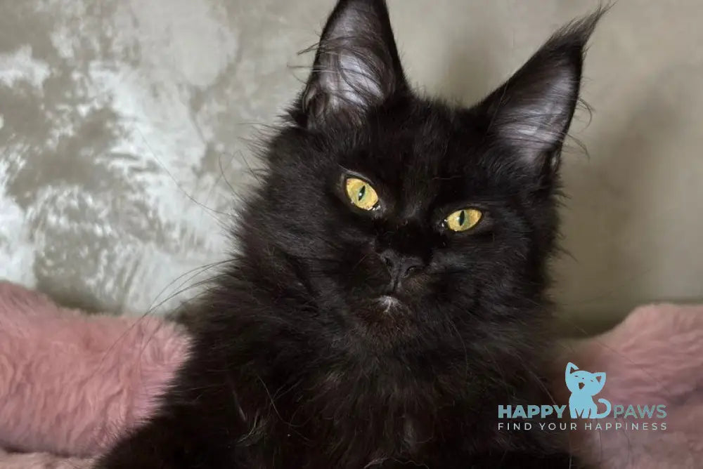 Barsa Maine Coon male black - live animals