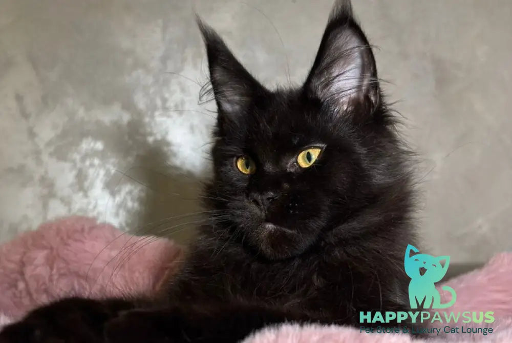 Barsa Maine Coon male black - live animals