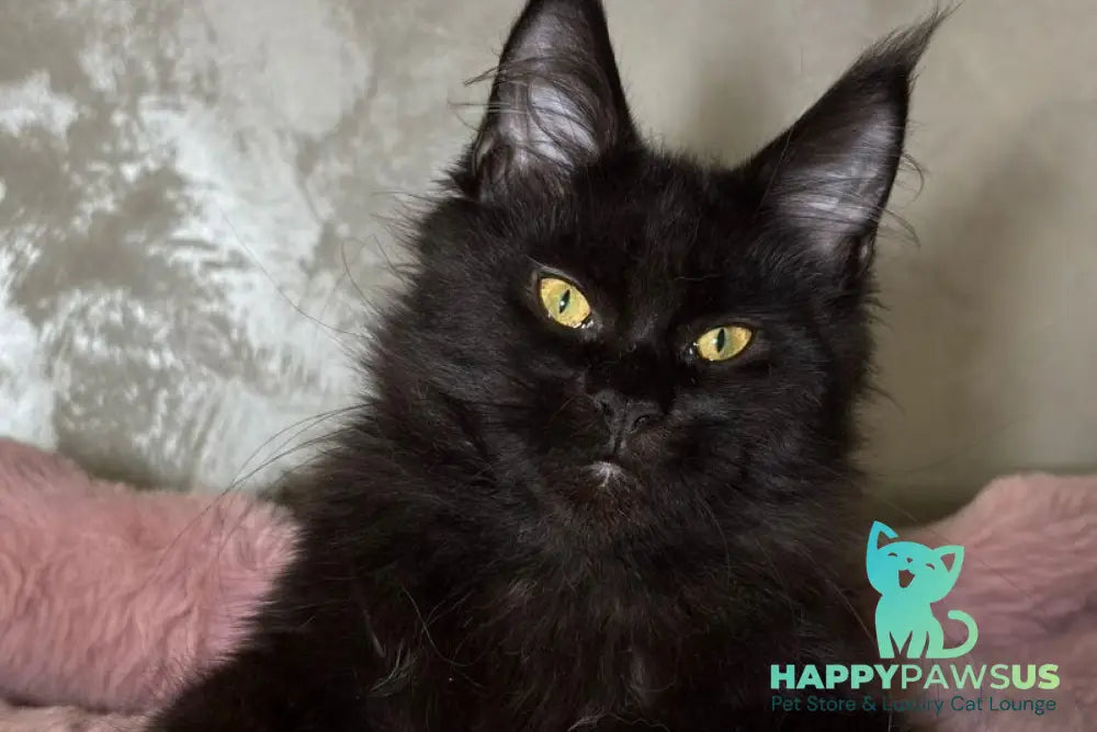 Barsa Maine Coon male black - live animals