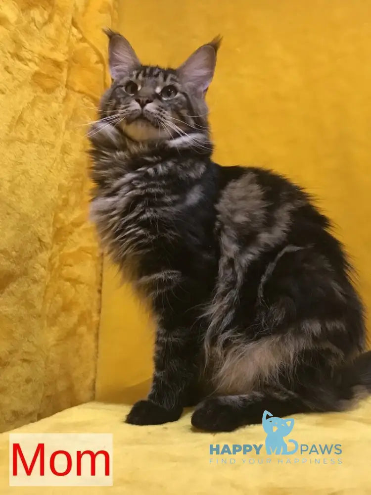 Barselona Maine Coon female black tabby live animals