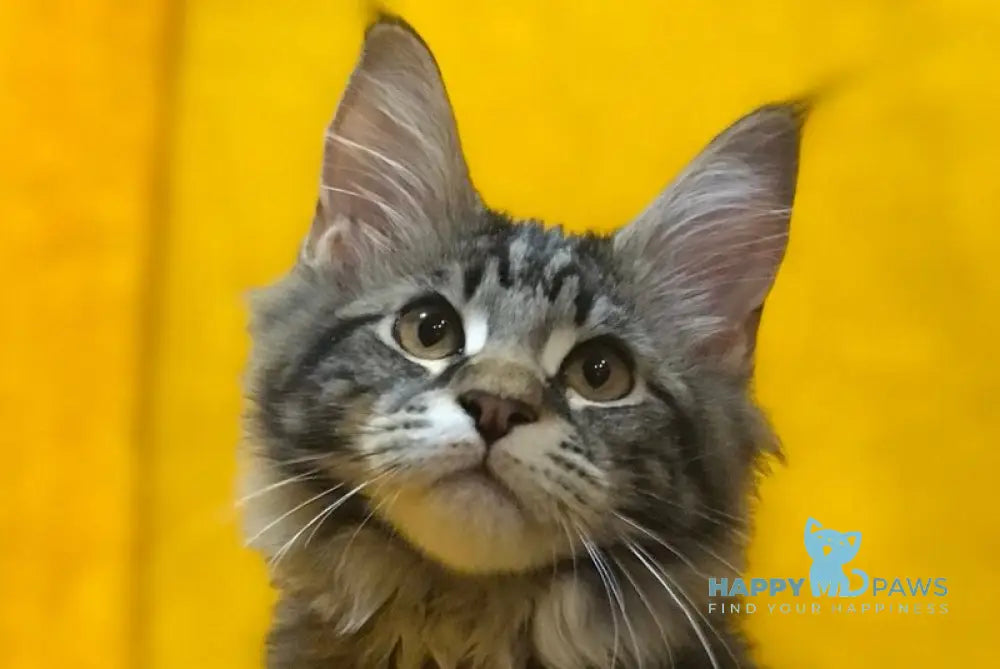 Barselona Maine Coon female black tabby live animals