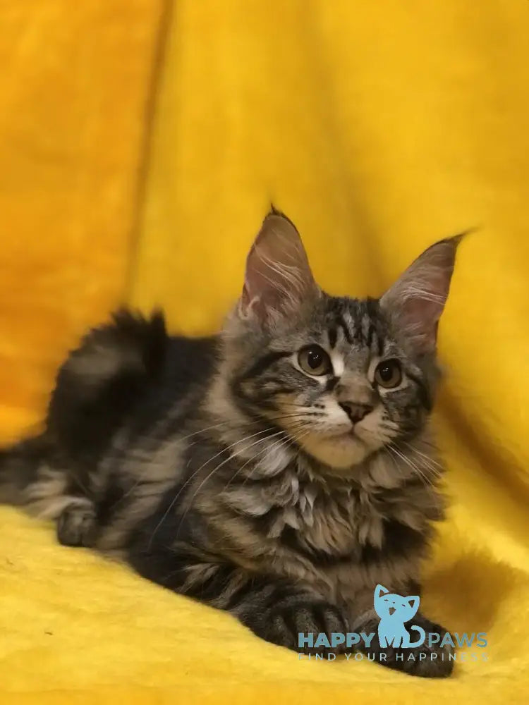 Barselona Maine Coon female black tabby live animals