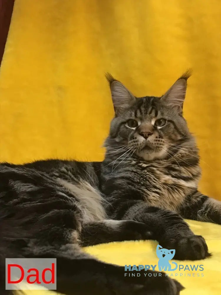 Barselona Maine Coon female black tabby live animals