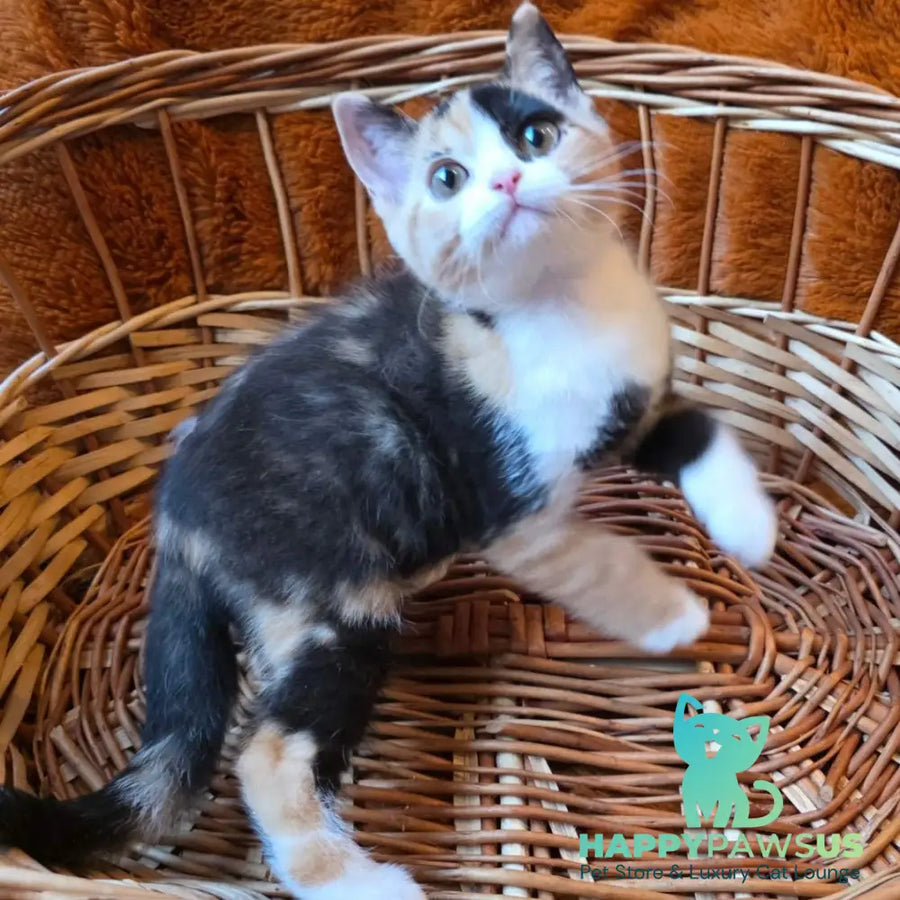 Barva British Shorthair female black tortie bicolour - live animals