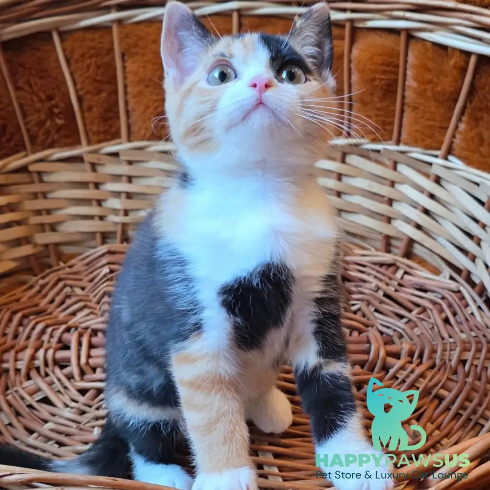 Barva British Shorthair female black tortie bicolour - live animals